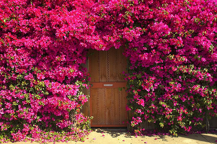 дверь в розовых кустах